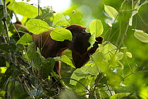 Red howler monkey (Alouatta seniculus) in tree feeding on leaves, Tiputini Biodiversity Station, Orellana Province, Ecuador.