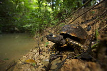 South American yellow footed tortoise (Geochelone denticulata) resting on riverbank, Tiputini Biodiversity Station, Orellana Province, Ecuador.