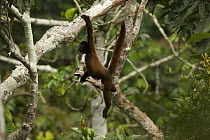 Woolly monkey (Lagothrix poeppigii) juvenile, swinging from branch, Tiputini Biodiversity Station, Orellana Province, Ecuador.