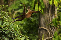 Woolly monkey (Lagothrix poeppigii) female, leaping from tree, Tiputini Biodiversity Station, Orellana Province, Ecuador.