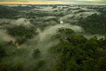 Aerial view of morning mist above the Tiputini River and rainforest canopy, Yasuni National Park, Francisco de Orellana Province, Ecuador. July, 2012.