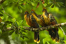 Three Hoatzins (Opisthocomus hoazin) perched side by side on branch above Anangu creek, Yasuni National Park, Orellana Province, Ecuador.
