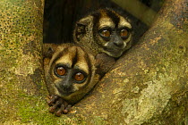 Two Night monkeys (Aotus vociferans) peering out from tree cavity, Yasuni National Park, Orellana Province, Ecuador.