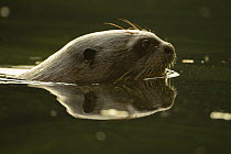 Giant river otter (Pteronura brasiliensis) swimming in Anangu creek, Yasuni National Park, Orellana Province, Ecuador. Endangered.