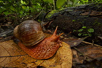 Snail resting on dried leaf in rainforest, Yasuni National Park, Orellana Province, Ecuador.