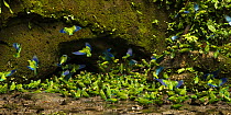 Cobalt-winged parakeets (Brotogeris cyanoptera) flock feeding on clay at the clay lick, Yasuni National Park, Orellana Province, Ecuador.