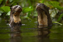 Two Giant river otters (Pteronura brasiliensis) in Anangu creek, Yasuni National Park, Orellana Province, Ecuador. Endangered.