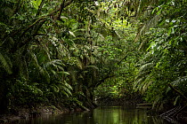 Anangu creek flowing through dense rainforest, Yasuni National Park, Orellana Province, Ecuador. July, 2012.