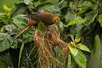 Russet-backed oropendola (Psarocolius angustifrons) female, nest building, Napo Wildlife Center, Yasuni National Park, Orellana Province, Ecuador.