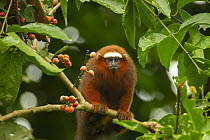Dusky titi monkey (Callicebus discolor) sitting in tree, Yasuni National Park, Orellana Province, Ecuador.