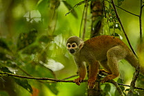 Squirrel monkey (Saimiri sciureus) walking along branch on the Lago trail, Tiputini Biodiversity Station, Orellana Province, Ecuador.