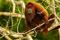 Red howler monkey (Alouatta seniculus) sitting in tree near the canopy tower at the Tiputini Biodiversity Station, Orellana Province, Ecuador.