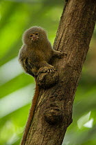 Pygmy marmoset (Callithrix pygmaea) sitting on branch, Yasuni National Park, Orellana Province, Ecuador.