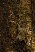 Pygmy marmoset (Callithrix pygmaea) feeding on sap on tree trunk, Yasuni National Park, Orellana Province, Ecuador.