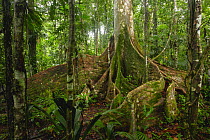 Fig tree (Ficus sp.) with giant buttresses, Tiputini Biodiversity Station, Orellana Province, Ecuador.