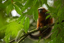 Dusky titi monkey (Callicebus discolor) sitting in tree, Tiputini Biodiversity Station, Orellana Province, Ecuador.