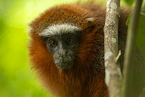 Dusky titi monkey (Callicebus discolor) head portrait, Tiputini Biodiversity Station, Orellana Province, Ecuador.