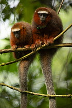 Two Dusky titi monkeys (Callicebus discolor) sitting side by side on branch, Tiputini Biodiversity Station, Orellana Province, Ecuador.
