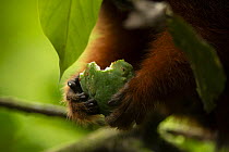 Dusky titi monkey (Callicebus discolor) sub-adult, feeding on fruit, Tiputini  Biodiversity Station, Orellana Province, Ecuador.