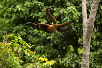 Poeppig's woolly monkey (Lagothrix poeppigii) leaping from tree in rainforest, Tiputini Biodiversity Station, Orellana Province, Ecuador. Endangered.