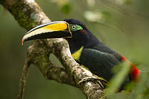 Many-banded aracari (Pteroglossus pluricinctus) perched on branch in the rainforest canopy, Tiputini Biodiversity Station, Ecuador.