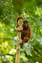 Red howler monkey (Alouatta seniculus) climbing up tree trunk in the area above a clay lick visited by Howlers, Yasuni National Park, Ecuador.