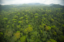 Aerial view of rainforest canopy, south coast region of Bioko Island, Equatorial Guinea. January, 2008.