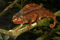 Crested chameleon (Chamaeleo cristatus) walking along branch, Bioko Island, Equatorial Guinea.