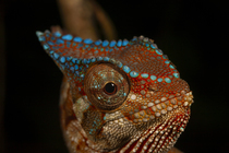 Crested chameleon (Chamaeleo cristatus) head portrait, Bioko Island, Equatorial Guinea.