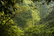 Densely forested gorge of the Rio Ole, Bioko Island, Equatorial Guinea. January, 2008.
