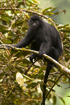 Bioko black colobus (Colobus satanas satanas) sitting on branch in rainforest, Bioko Island, Equatorial Guinea. Endangered.