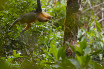 Golden-bellied crested mona (Cercopithecus pogonias pogonias) male, leaping from tree in rainforest, Bioko Island, Equatorial Guinea.