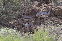 Group of Beiras (Dorcatragus megalotis) standing on rocky hillside, Assamo, Republic of Djibouti.