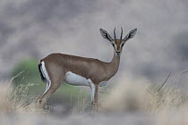 Pelzen's gazelle (Gazella dorcas pelzeni) female, portrait, Decan, Republic of Djibouti.