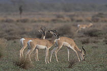 Three Sommerring's gazelles (Nanger soemmerringii) grazing in grassland, Dorra, Republic of Djibouti.