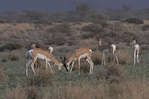 Sommerring's gazelle (Nanger soemmerringii) herd grazing in grassland, Dorra, Republic of Djibouti.