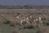 Two Sommerring's gazelles (Nanger soemmerringii) walking over grassland, Dorra, Republic of Djibouti.