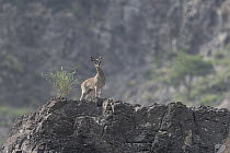 Klipspringer (Oreotragus oreotragus) standing on a rocky outcrop, Randa, Republic of Djibouti.