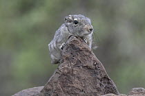 Speke's pectinator (Pectinator spekei) resting on a rock, Randa, Republic of Djibouti.