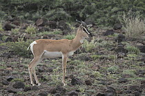 Sommerring's gazelle (Nanger soemmerringii) male, portrait, Randa, Republic of Djibouti.