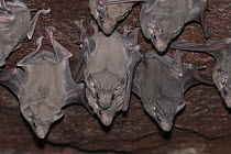 African sheath-tailed bat (Coleura afra) colony roosting in cave, Bankouale, Republic of Djibouti.