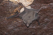 African sheath-tailed bat (Coleura afra) roosting in cave, Bankouale, Republic of Djibouti.
