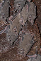 African sheath-tailed bat (Coleura afra) colony roosting in cave, Bankouale, Republic of Djibouti.