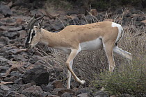 Sommerring's gazelle (Nanger soemmerringii) male, walking over rocky ground, Randa, Republic of Djibouti.