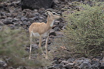 Sommerring's gazelle (Nanger soemmerringii) male, walking over rocky ground, Randa, Republic of Djibouti.