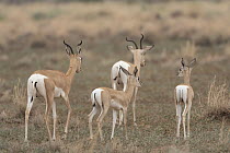 Four Sommerring's gazelles (Nanger soemmerringii) walking over dry grassland, Dorra, Republic of Djibouti.