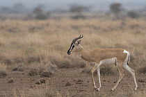 Sommerring's gazelle (Nanger soemmerringii) male, walking through dry grassland, Dorra, Republic of Djibouti.