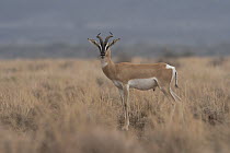 Sommerring's gazelle (Nanger soemmerringii) male, standing in dry grassland, Dorra, Republic of Djibouti.
