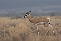 Sommerring's gazelle (Nanger soemmerringii) male, walking through dry grassland, Dorra, Republic of Djibouti.