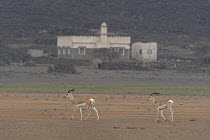Two Sommerring's gazelles (Nanger soemmerringii) male, walking across desert landscape with building in background, Dorra, Republic of Djibouti.
